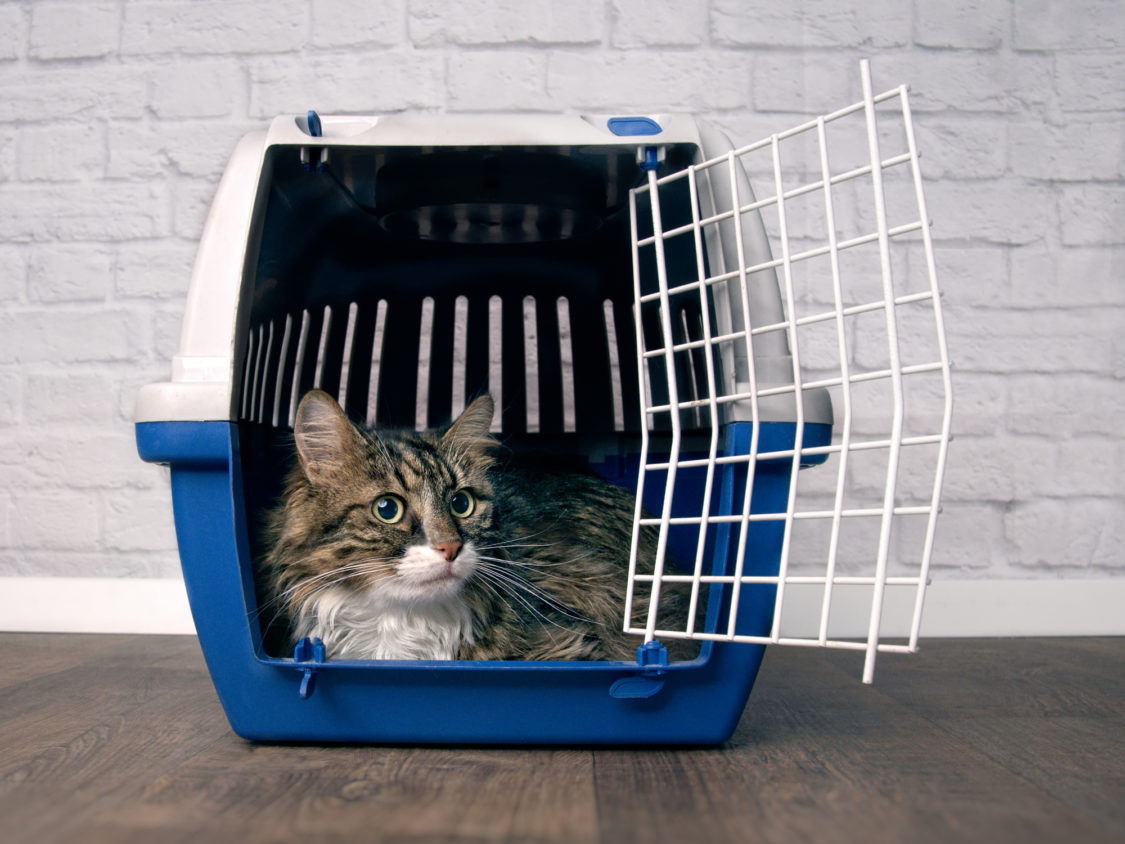 Cat sitting in a open pet carrier.