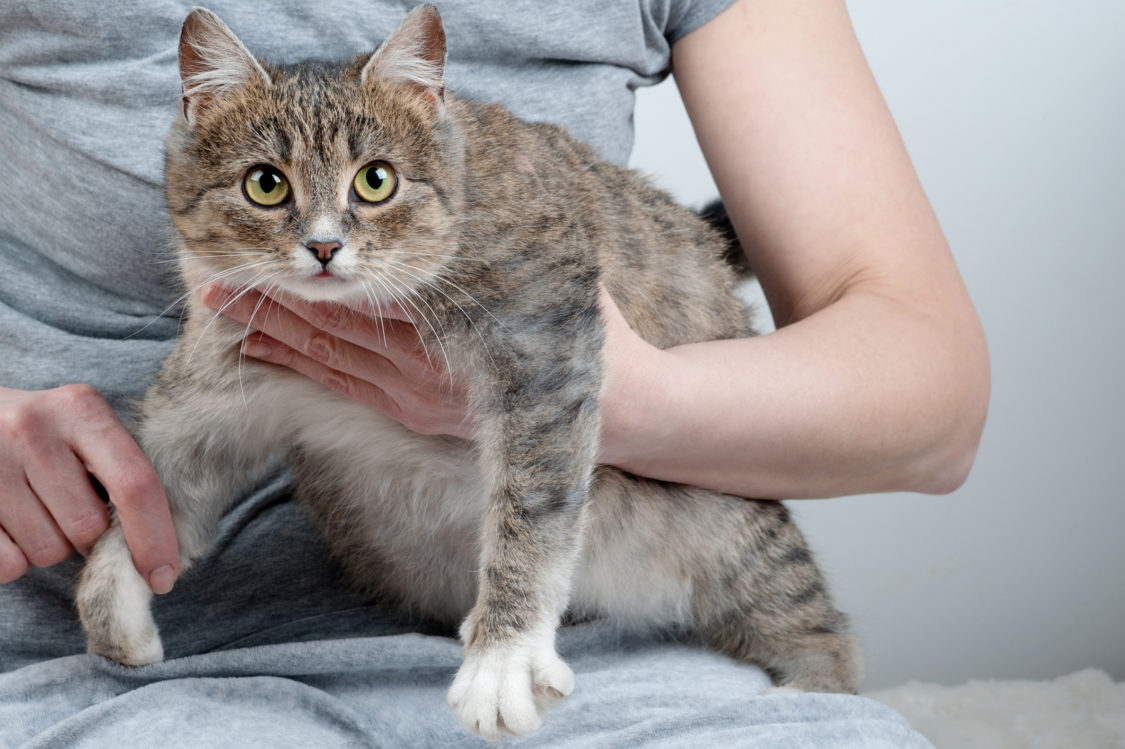 Close up of a pretty green eyed cat sitting on womans hands. The gray,brown and "nwhite mixed breed short-haired with the owner.Cat is pregnant, with a large stomach on the last month of pregnancy.
