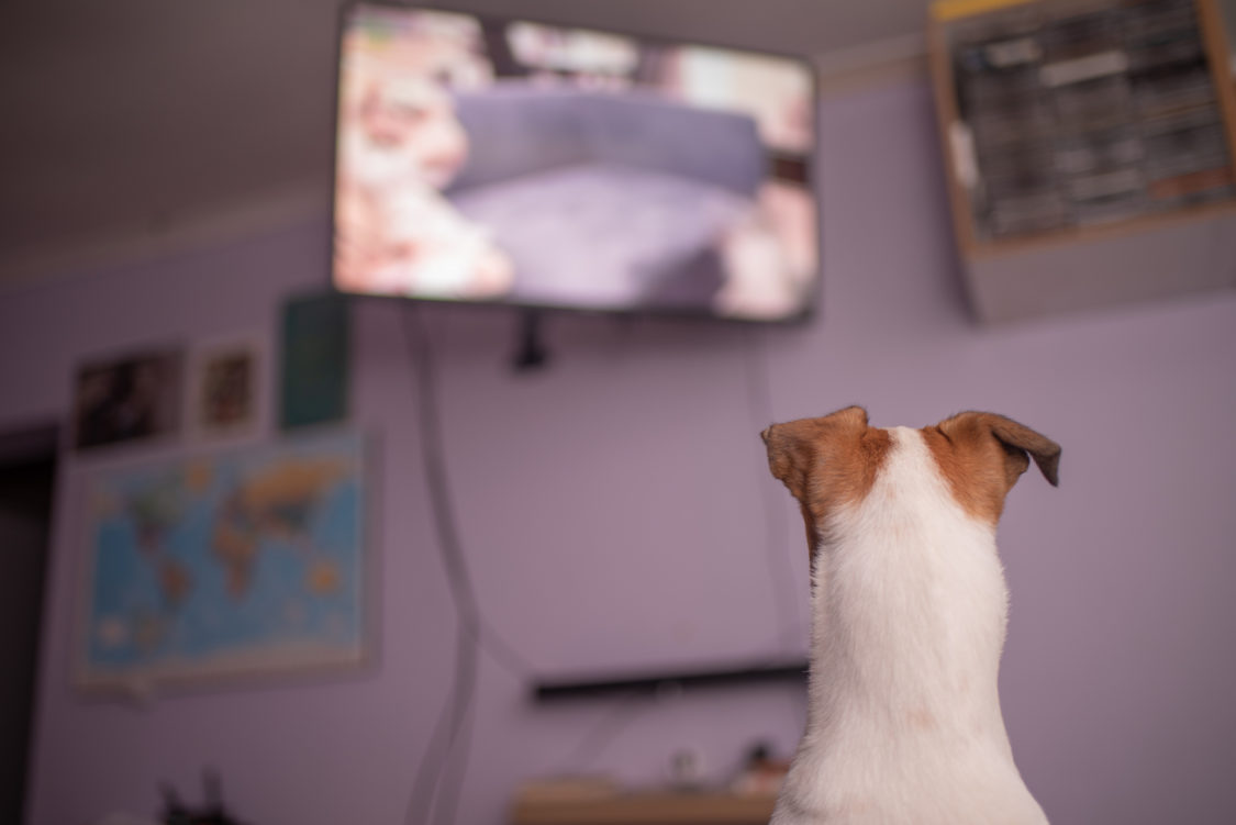 Rear view shot of pet watching television