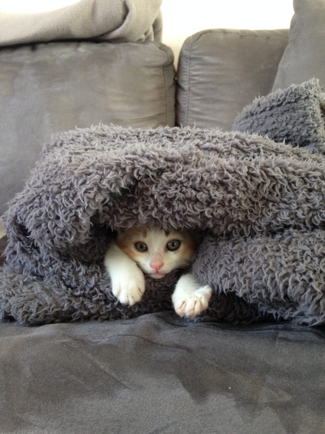 Kitten hidden in a blanket