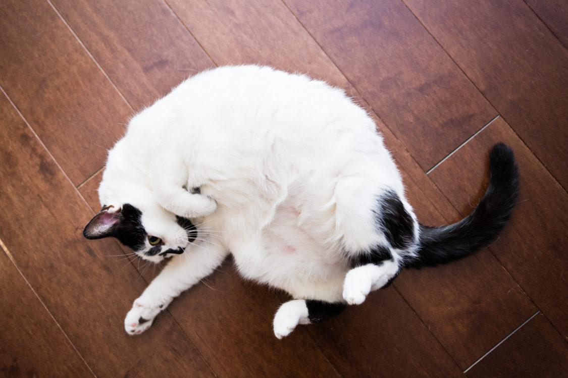 Obese housecat playing on the floor.