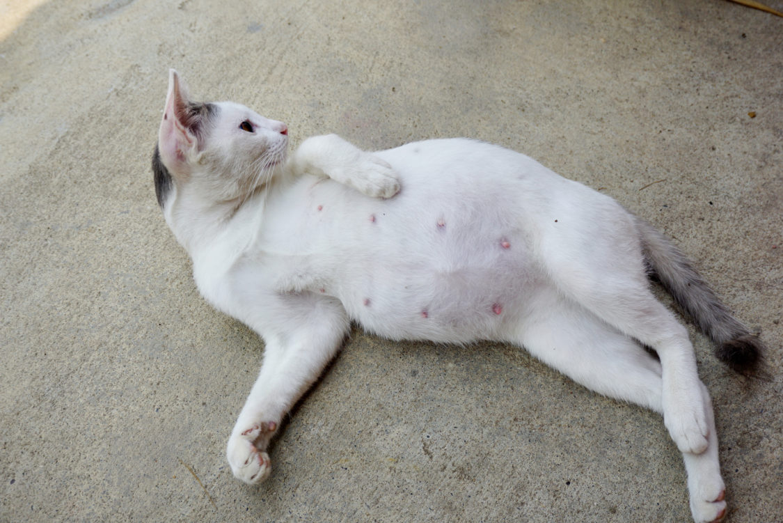 pregnant cat lay down relaxing on the ground