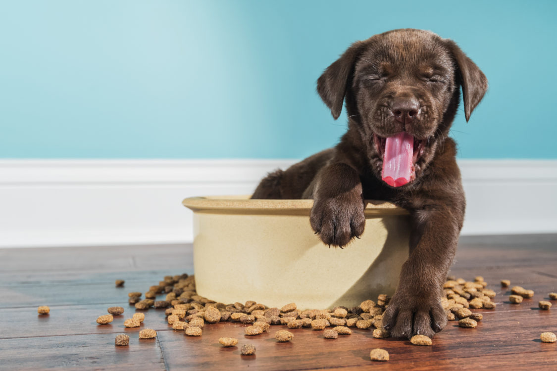 A yawning Chocolate Labrador puppy sitting in large dog bowl - 5 weeks old