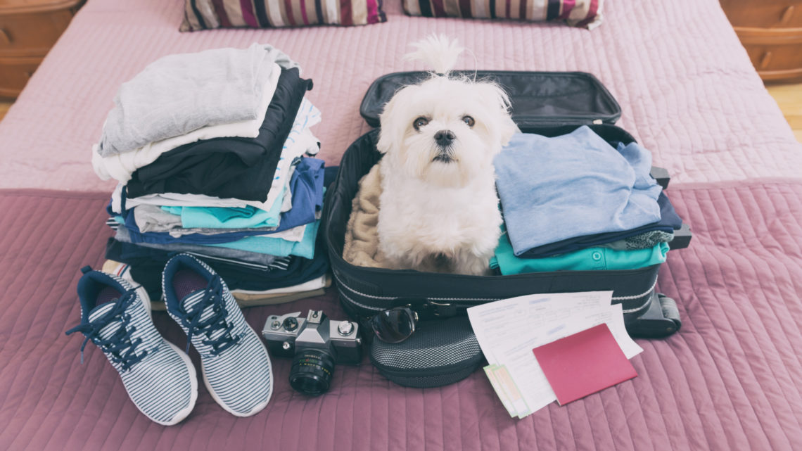 Travelling with pets 101