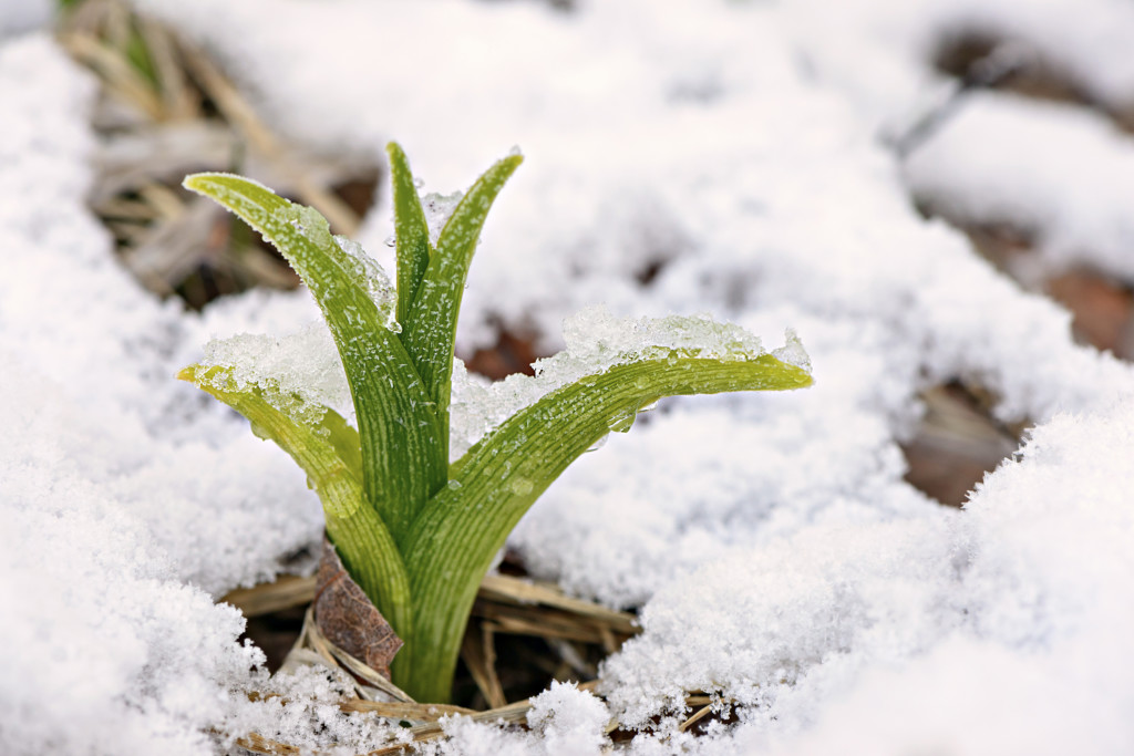 Plant growing in the snow 