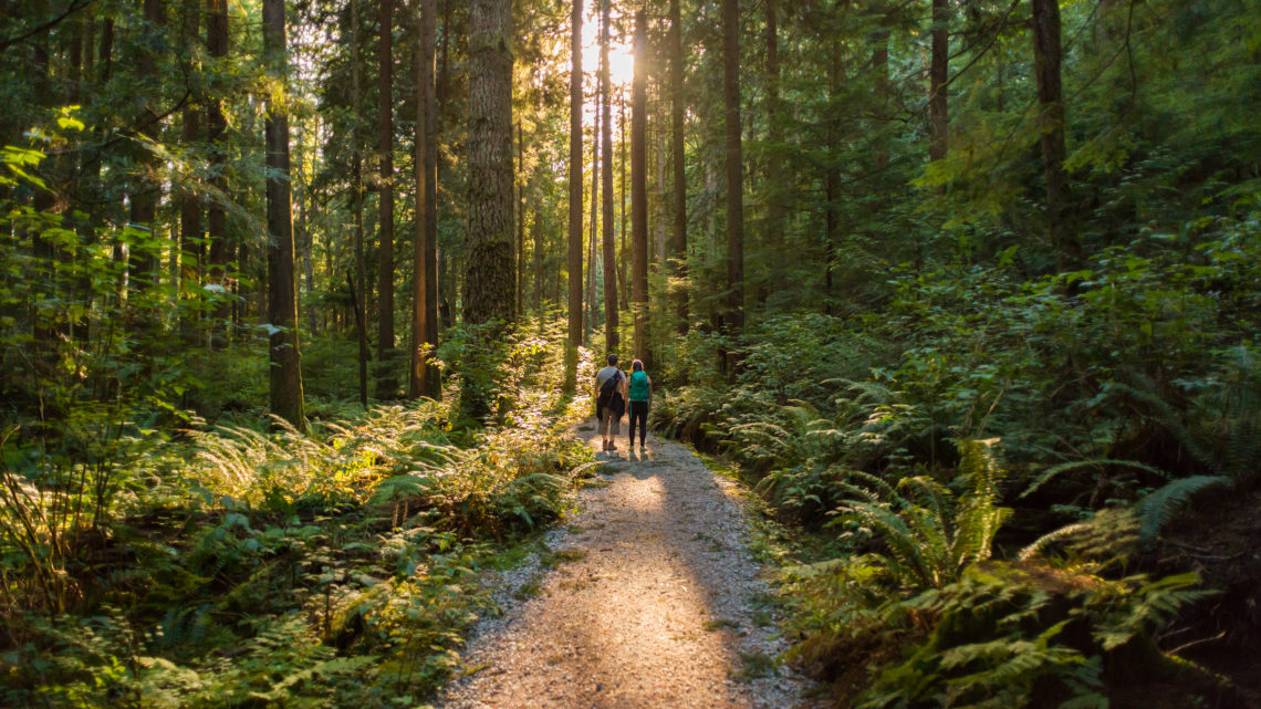 Four ways to save the trees