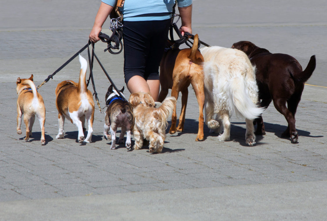 Femme marchant sept chiens.