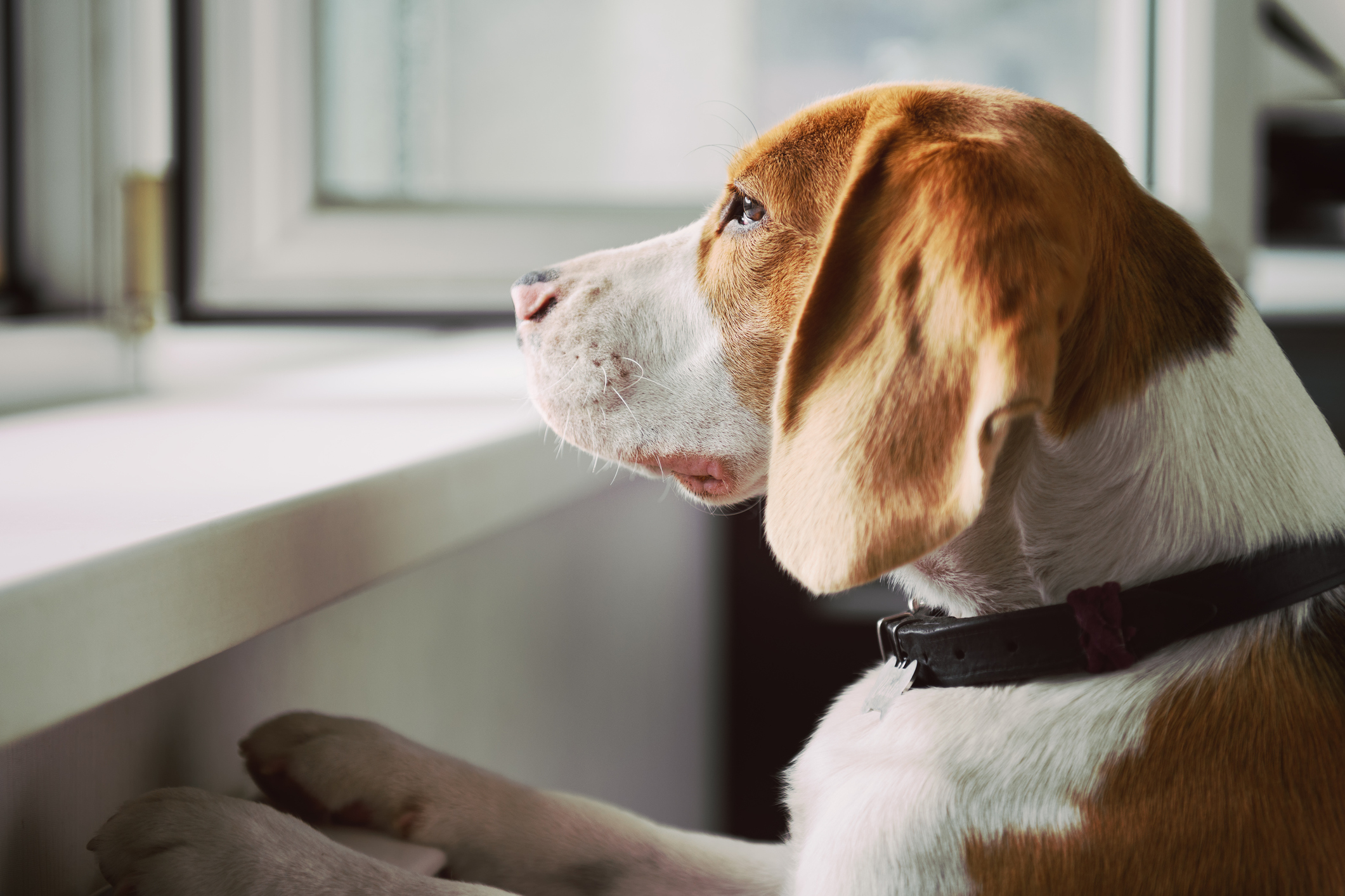 6 Tips to Help Manage Pet Separation Anxiety GOOD HANDS Blog