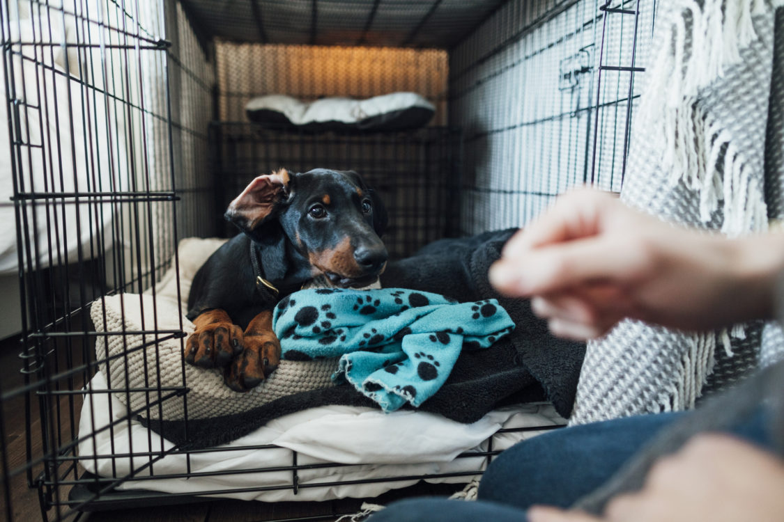 Chiot Doberman pose dans son lit à l'intérieur d'une cage pour chien le matin.