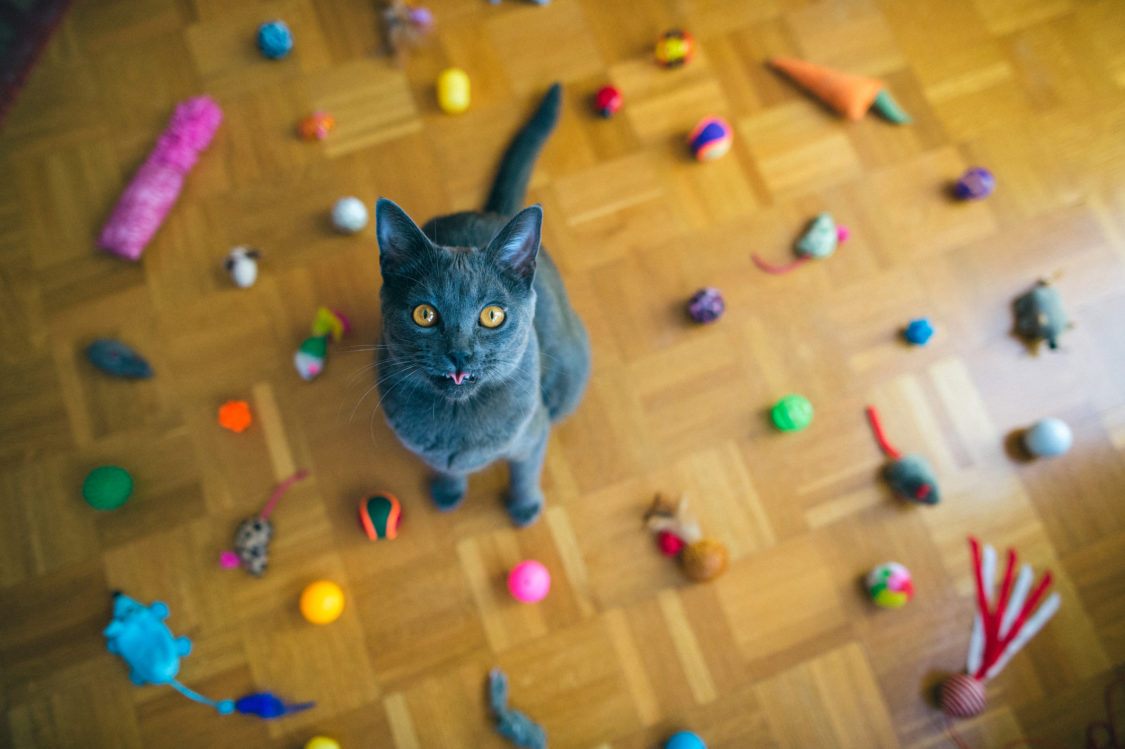Un chat entouré de jouets