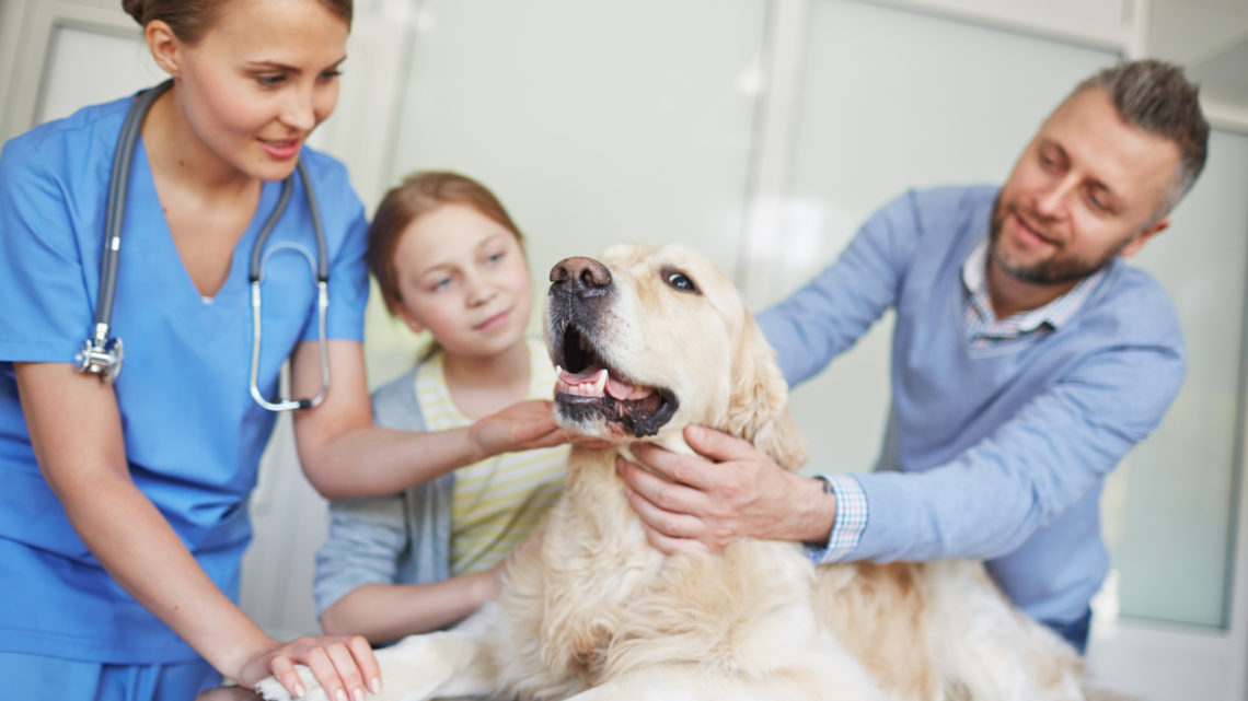 Veterinarian examining dog in clinic with its owners.