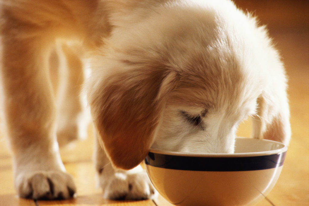 A puppy eating out of a bowl
