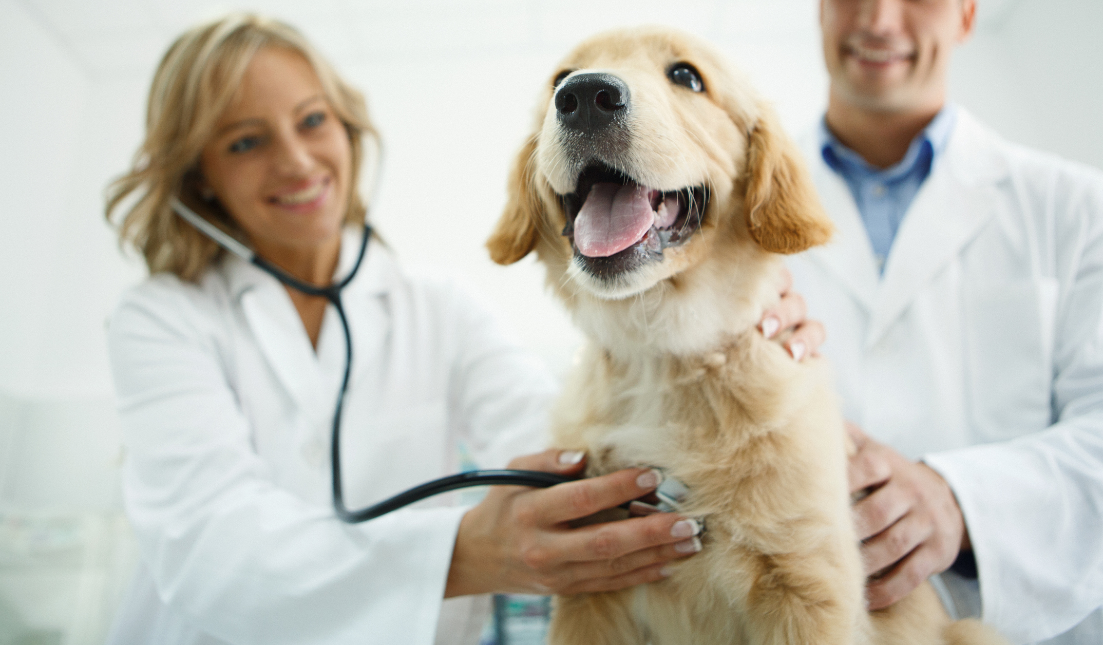 Vétérinaires examinant un chien.