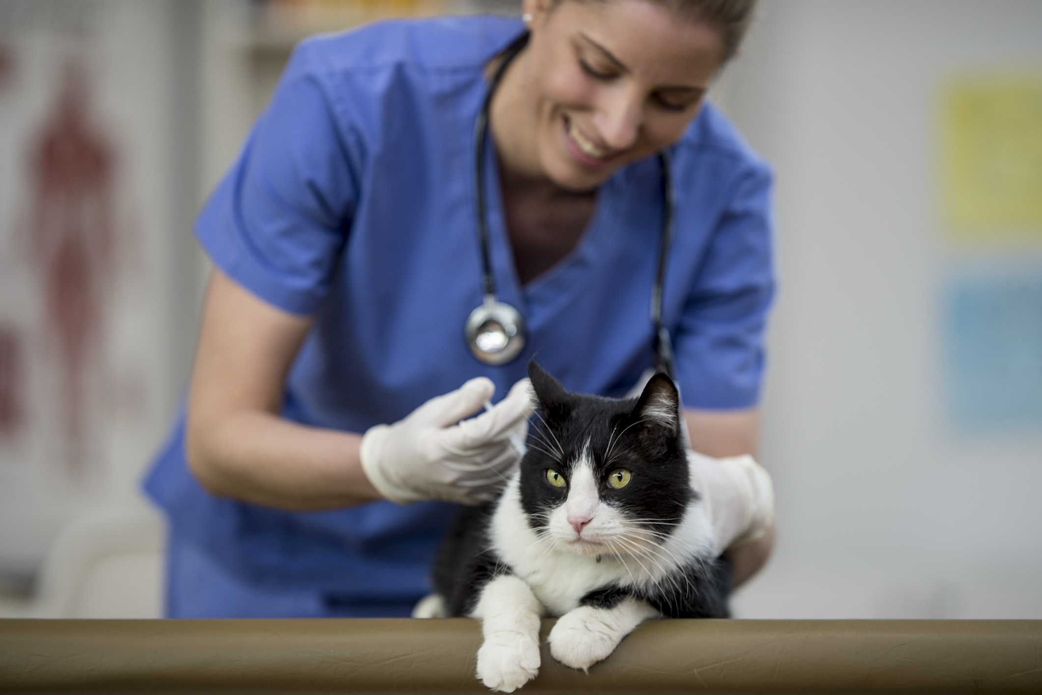 Vétérinaire donnant son vaccin à un chat