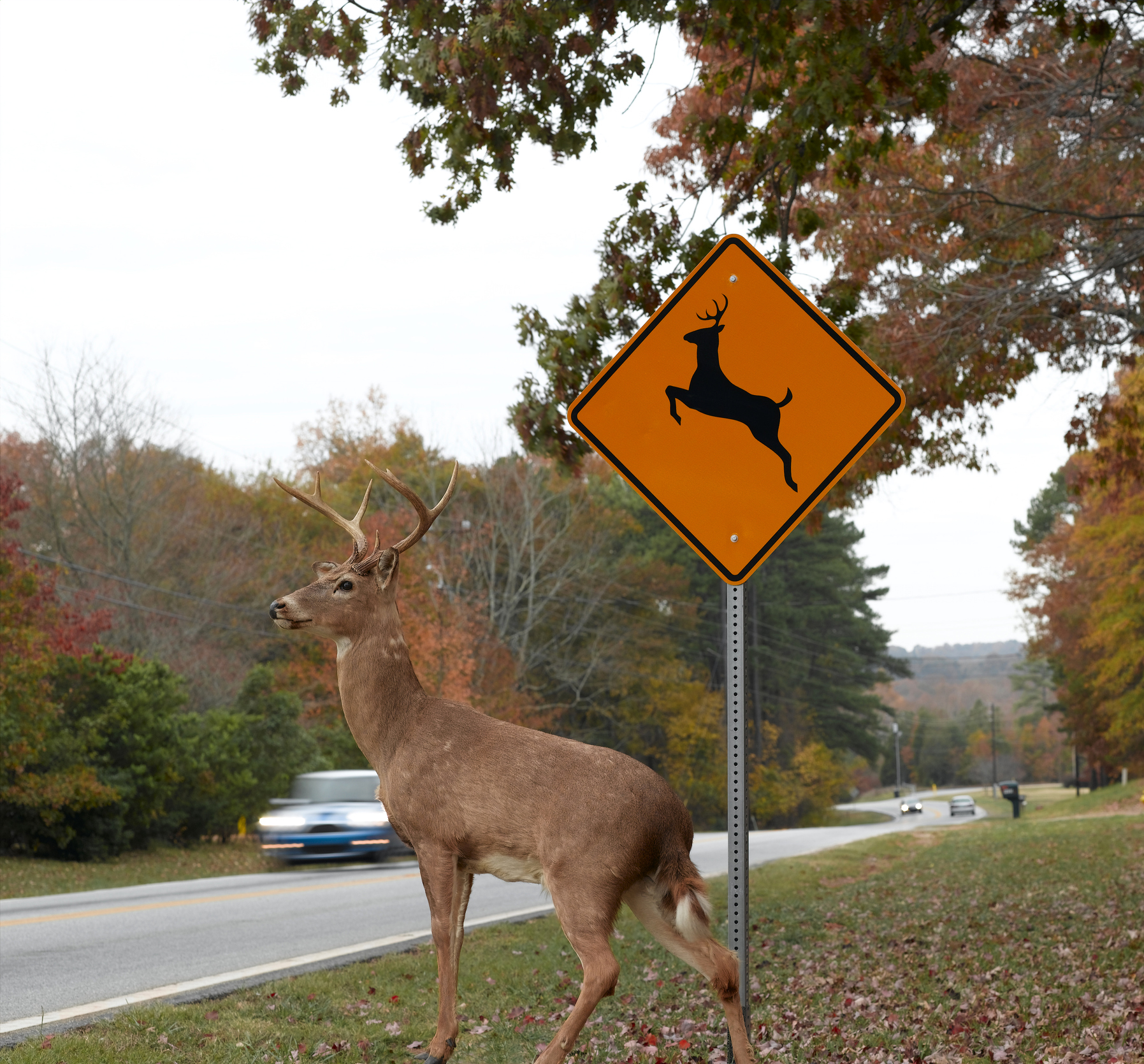 A deer about to cross the highway.
