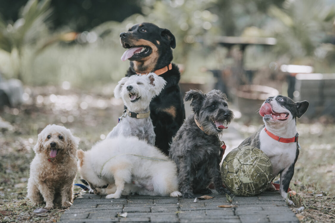 Différentes races de chiens photographiées ensemble