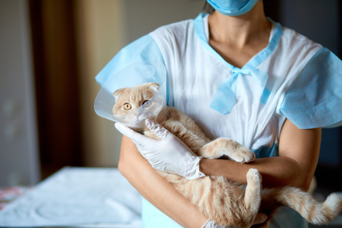 Une femme médecin vétérinaire tient sur ses mains un chat avec un collier conique en plastique
