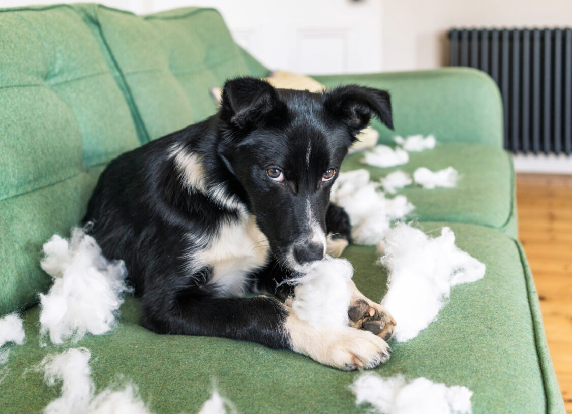 Un chien a détruit un canapé