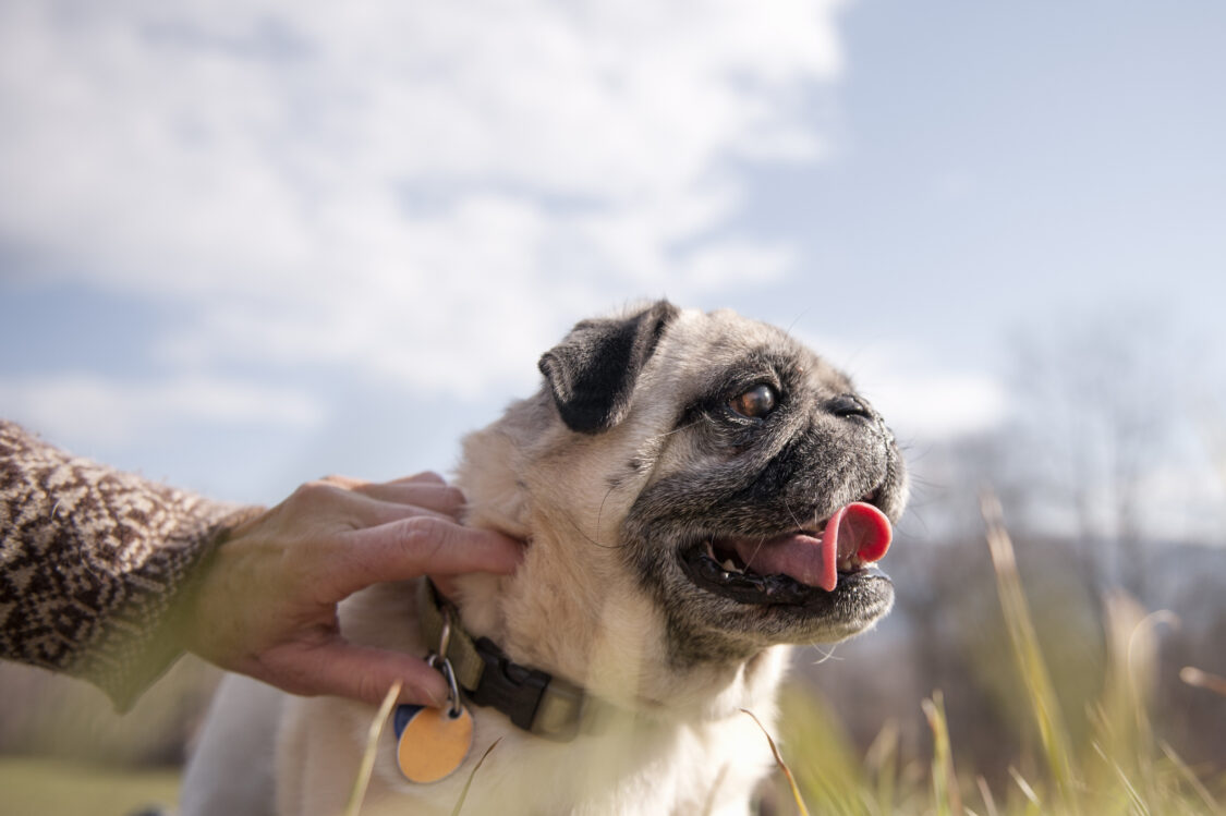 Un chien photographié avec son collier
