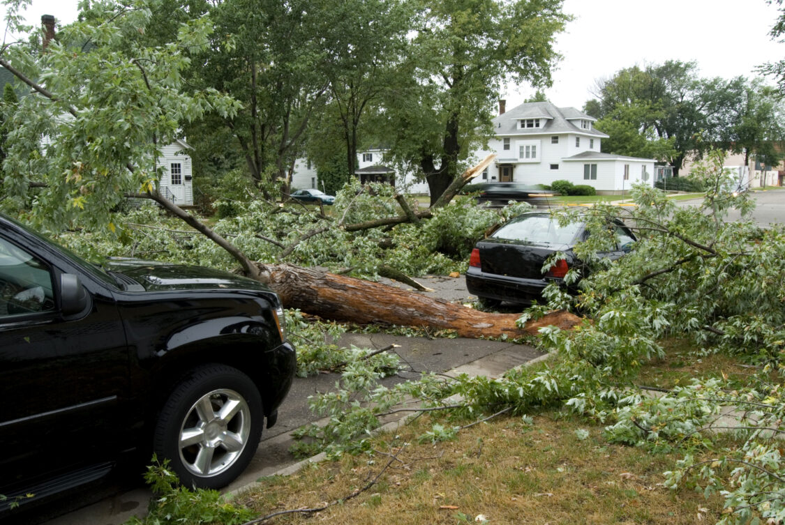 A fallen tree on the road between two vehicles, as a result of strong winds