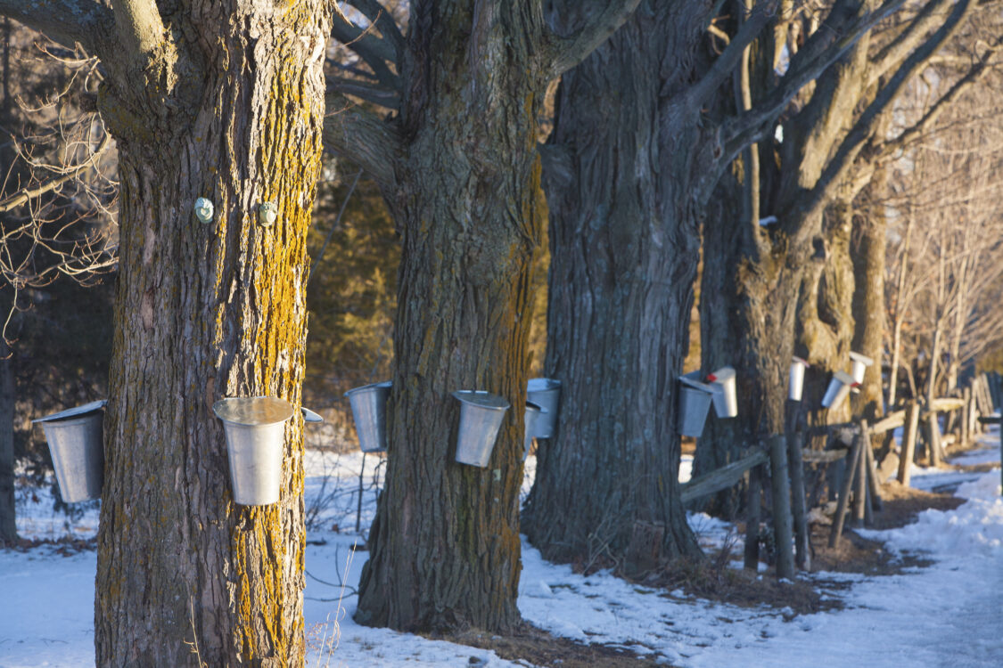 Maple sap buckets positioned on trees 
