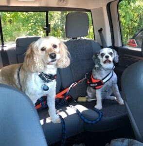 Two dogs sitting in the backseat of a car, safely restrained with a harness.