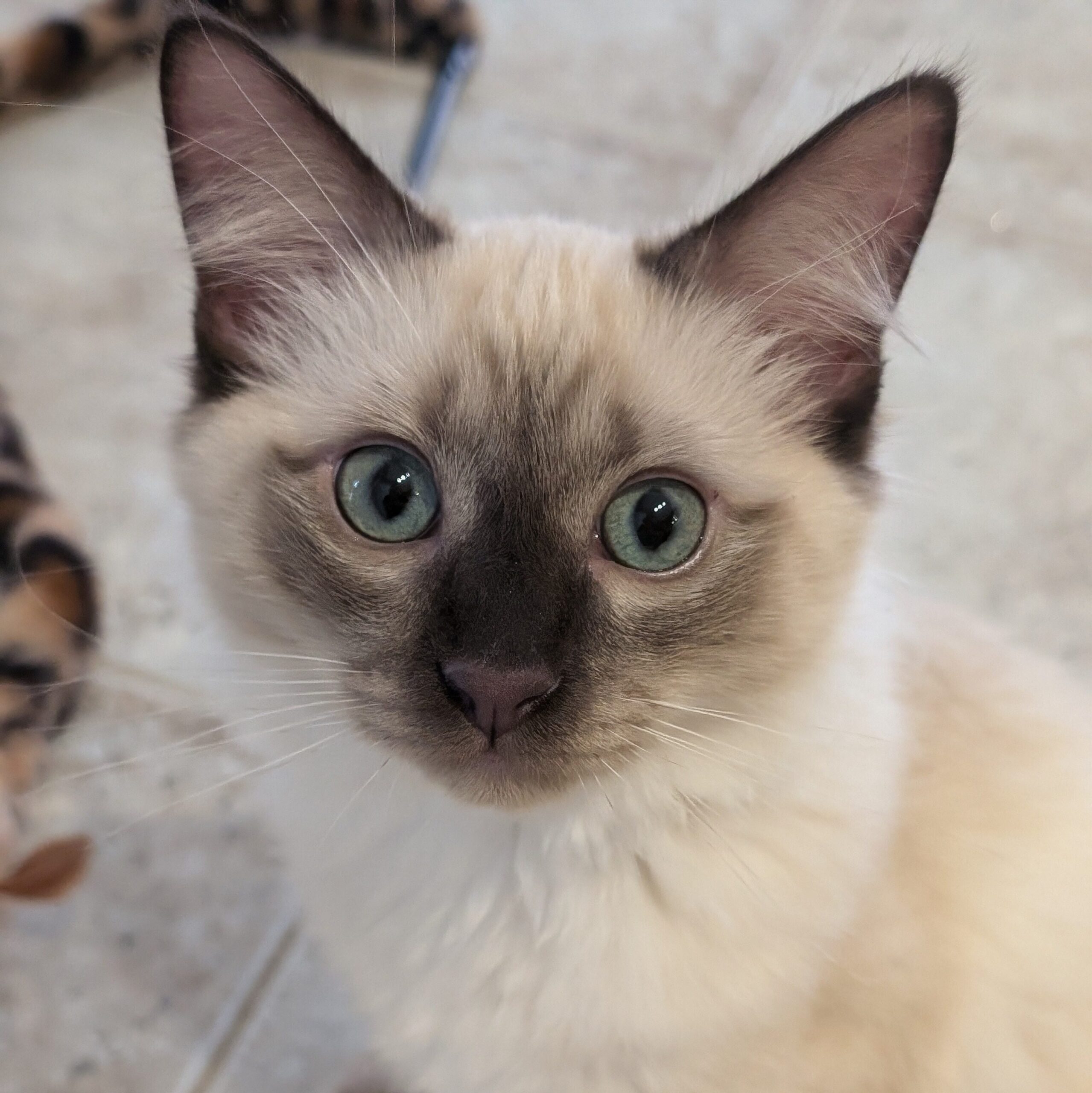 Close up on a cat